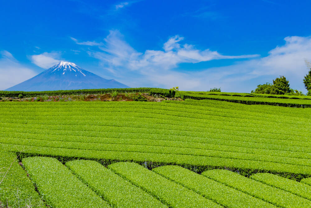 日本茶の本場「静岡」の底力。スイーツや茶畑など旅心をつかむ魅力とは