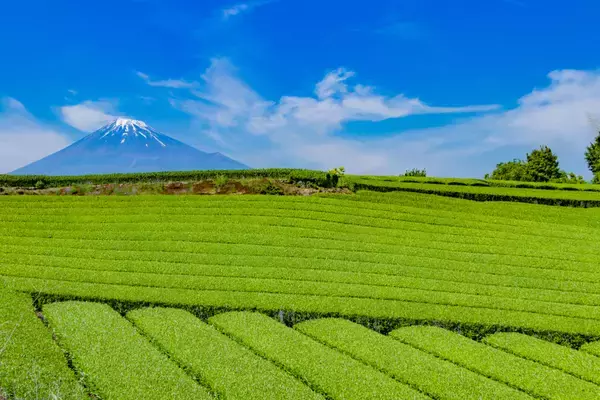 「日本茶の本場「静岡」の底力。スイーツや茶畑など旅心をつかむ魅力とは」の画像