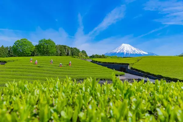 「日本茶の本場「静岡」の底力。スイーツや茶畑など旅心をつかむ魅力とは」の画像
