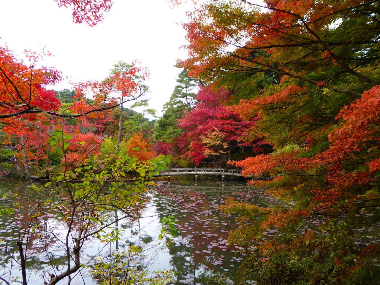 【全国紅葉の絶景】一幅の絵画のような、兵庫県の紅葉人気スポット