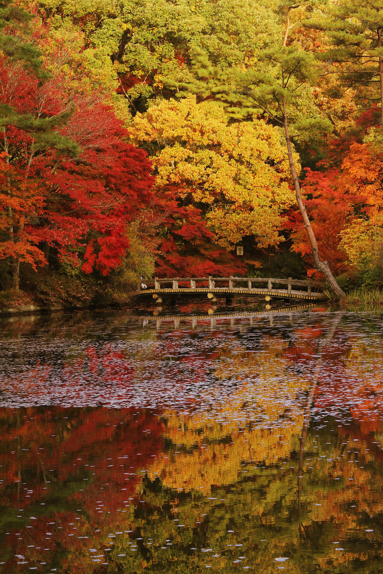 【全国紅葉の絶景】一幅の絵画のような、兵庫県の紅葉人気スポット