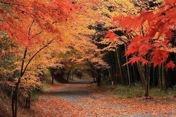 全国紅葉の絶景 こころが清められる 三重県の紅葉人気スポット 19年10月24日 エキサイトニュース