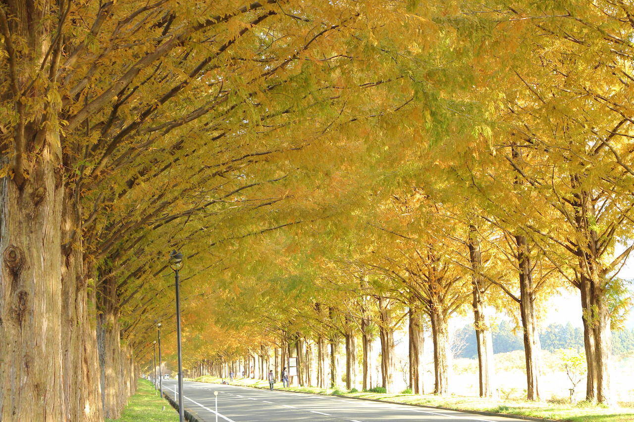 全国紅葉の絶景 夢に見た風景が広がる 滋賀県の紅葉人気スポット 19年10月25日 エキサイトニュース