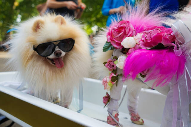 ニューヨークのハロウィンって、実際には何をやるの？どんな感じ？