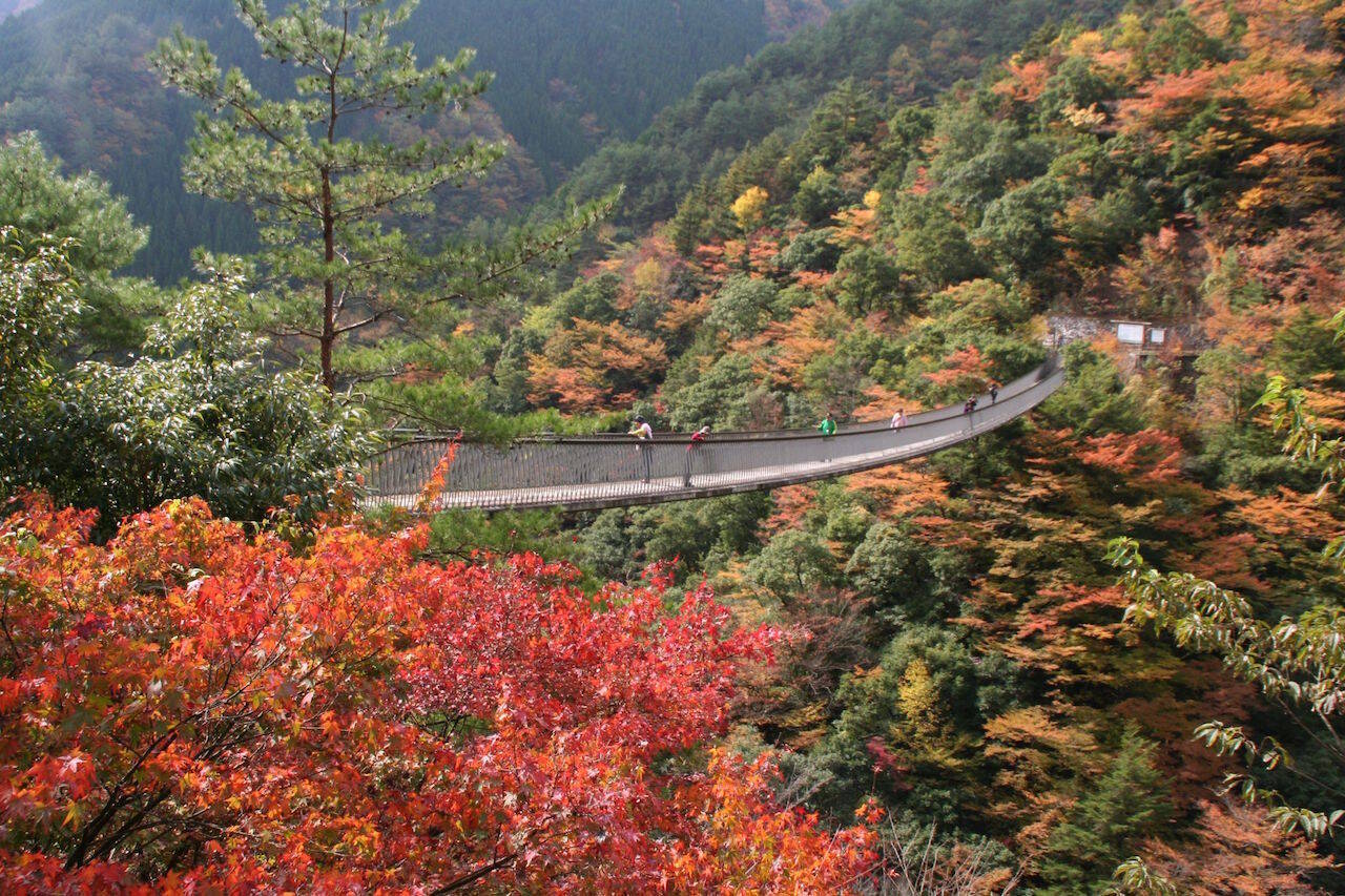 【全国紅葉の絶景】紅葉の海に浮かぶ、熊本県の紅葉人気スポット