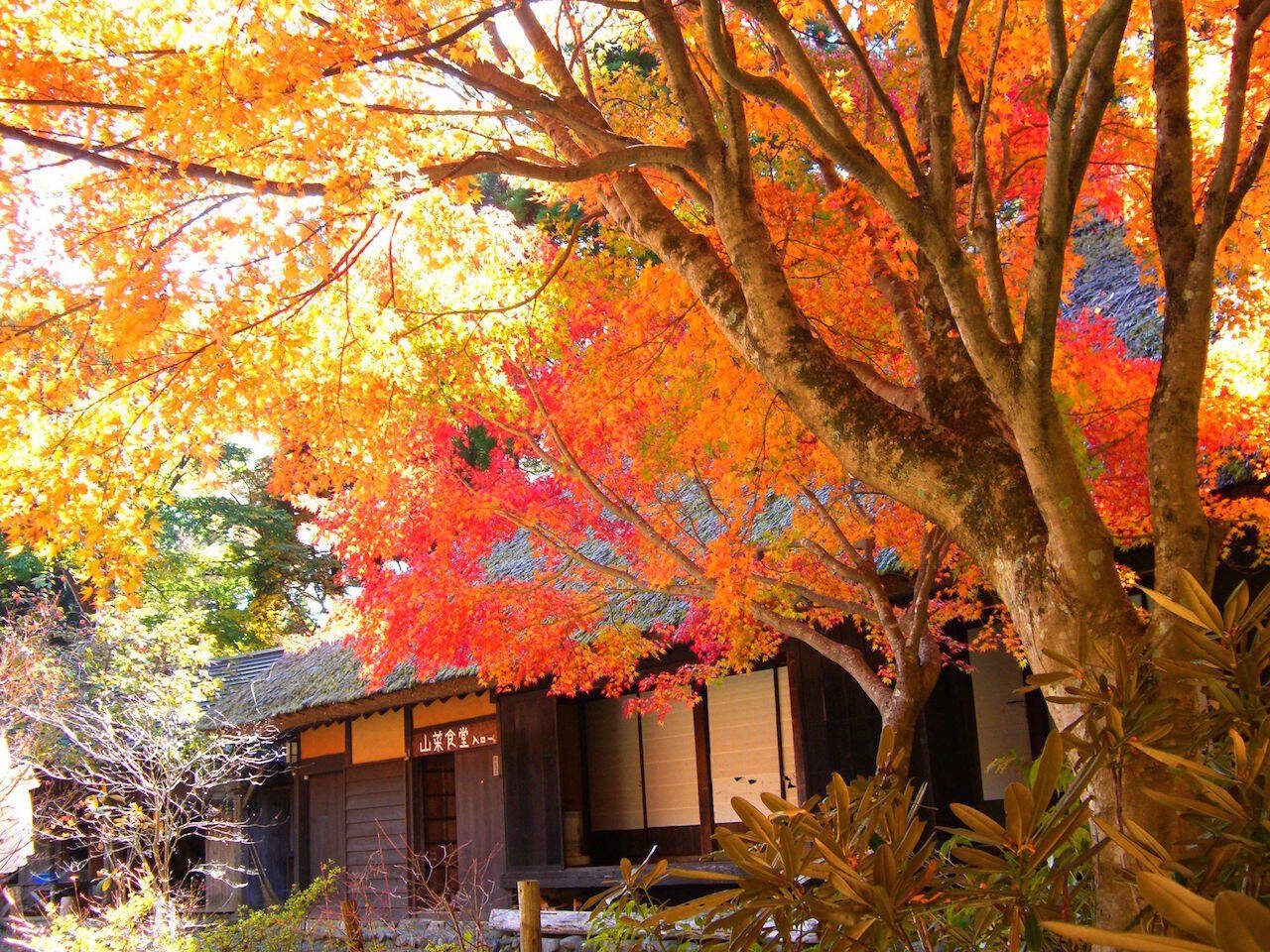 【全国紅葉の絶景】紅葉の海に浮かぶ、熊本県の紅葉人気スポット