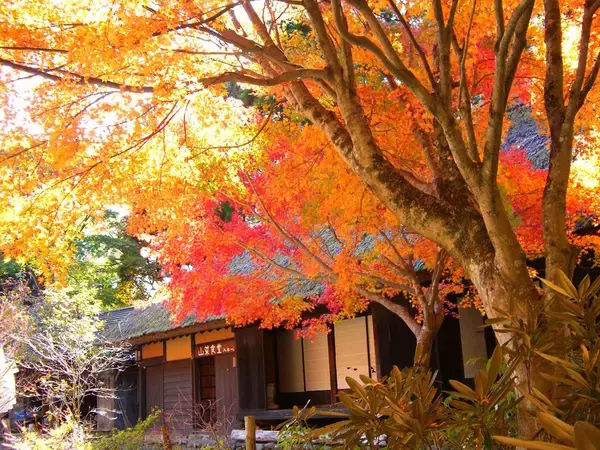 「【全国紅葉の絶景】紅葉の海に浮かぶ、熊本県の紅葉人気スポット」の画像