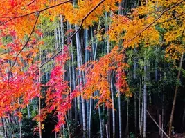 福井 ３６０度の展望が美しい 秋の三方五湖は紅葉の絶景スポット 15年10月5日 エキサイトニュース