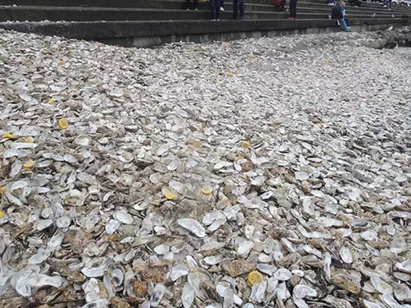 「牡蠣のシーズン到来！一大産地フランスのカンカル、地元流の生牡蠣の楽しみ方」の画像