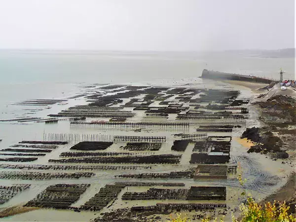 「牡蠣のシーズン到来！一大産地フランスのカンカル、地元流の生牡蠣の楽しみ方」の画像