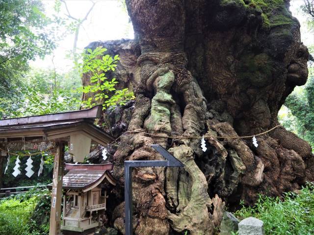 1本の木に会いに行く(10)パワースポット・来宮神社の大楠＜静岡県＞