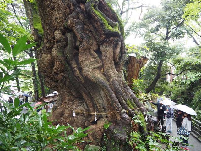 1本の木に会いに行く(10)パワースポット・来宮神社の大楠＜静岡県＞