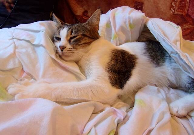 日本に帰国して感じる 「逆カルチャーショック」体験を告白【３】日本の「家」で驚いたこと