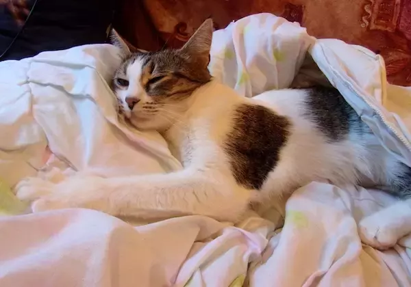 「日本に帰国して感じる 「逆カルチャーショック」体験を告白【３】日本の「家」で驚いたこと」の画像