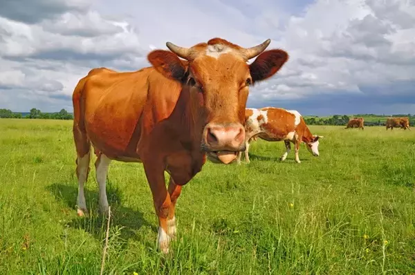 「日本にも普及する！？欧米で話題の「代替肉（プラントベースミート）」って何！？」の画像