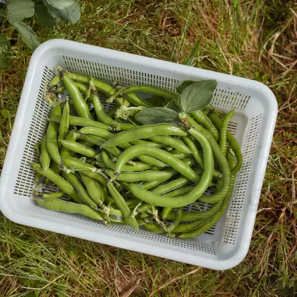 「【魅力のイタリアン】自ら育てた野菜を食べさせる　農園レストラン｜たったひとつを叶える旅＜９２＞」の画像