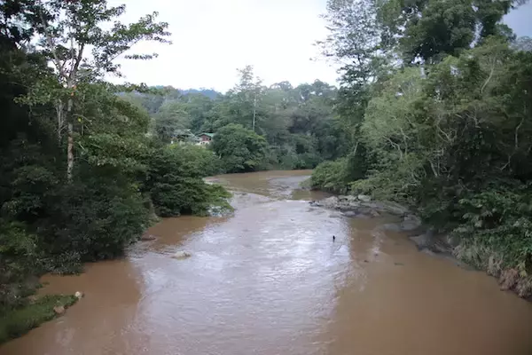 オラウータンなど野生動物の宝庫！ ボルネオ島の「熱帯雨林ツアー」を現地ルポ【マレーシア】