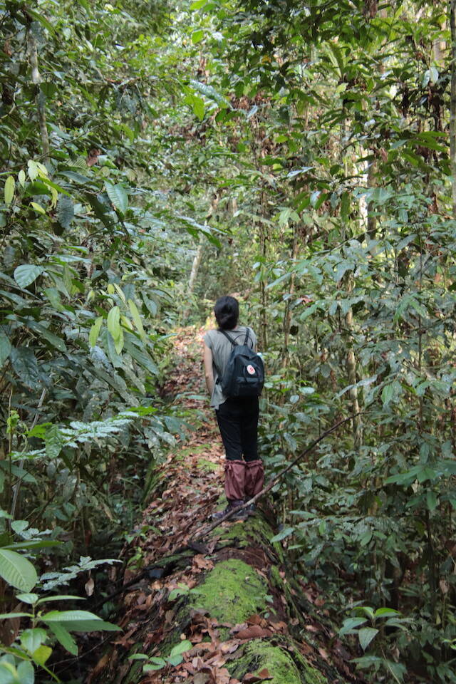 オラウータンなど野生動物の宝庫！ ボルネオ島の「熱帯雨林ツアー」を現地ルポ【マレーシア】