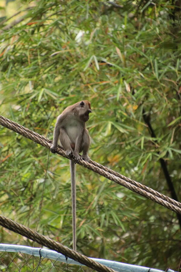 オラウータンなど野生動物の宝庫 ボルネオ島の 熱帯雨林ツアー を現地ルポ マレーシア 年2月22日 エキサイトニュース