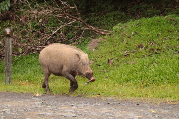 オラウータンなど野生動物の宝庫 ボルネオ島の 熱帯雨林ツアー を現地ルポ マレーシア 年2月22日 エキサイトニュース