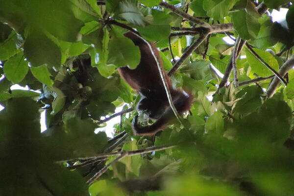 オラウータンなど野生動物の宝庫 ボルネオ島の 熱帯雨林ツアー を現地ルポ マレーシア 年2月22日 エキサイトニュース