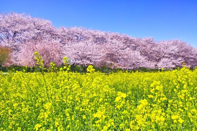 【2020年3月・開催日順】日本の祭りはこんなにも美しい。日本全国 3月の祭りカレンダー