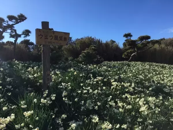 「都内から日帰りで楽しめる！「みさきまぐろきっぷ」で三浦半島を小旅行してきた【神奈川県】」の画像