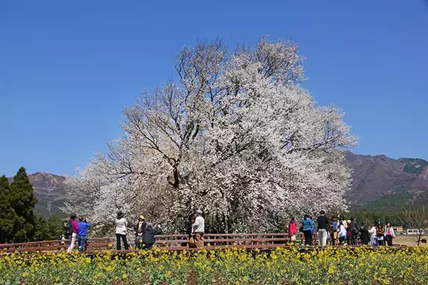 「【お花見特集2020】畑地帯に佇むヤマザクラの巨木「一心行の大桜」」の画像