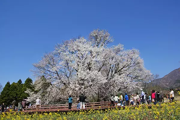 「【お花見特集2020】畑地帯に佇むヤマザクラの巨木「一心行の大桜」」の画像