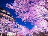 「【お花見特集2020】都心を彩る２００mのラグジュアリーな桜並木「東京ミッドタウン」」の画像1