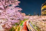「【お花見特集2020】都心を彩る２００mのラグジュアリーな桜並木「東京ミッドタウン」」の画像11