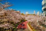 「【お花見特集2020】都心を彩る２００mのラグジュアリーな桜並木「東京ミッドタウン」」の画像3
