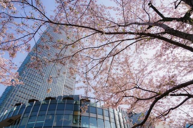 【お花見特集2020】都心を彩る２００mのラグジュアリーな桜並木「東京ミッドタウン」