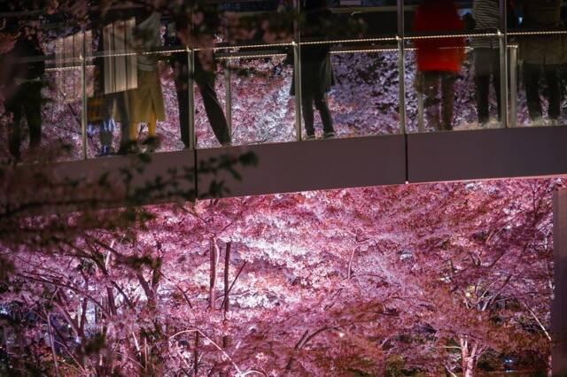 【お花見特集2020】都心を彩る２００mのラグジュアリーな桜並木「東京ミッドタウン」