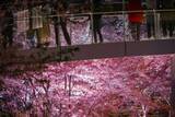 「【お花見特集2020】都心を彩る２００mのラグジュアリーな桜並木「東京ミッドタウン」」の画像9