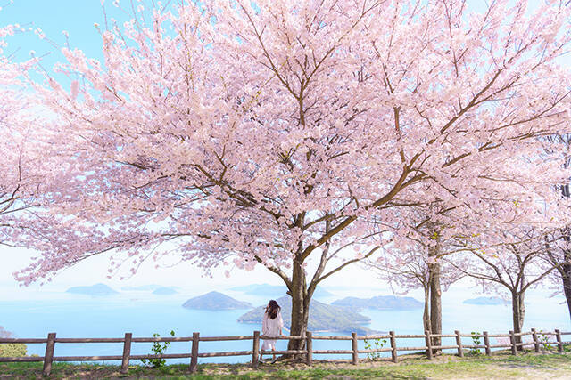 お花見特集 瀬戸内を望む山に広がる幻想的な桜景色 紫雲出山 年2月26日 エキサイトニュース