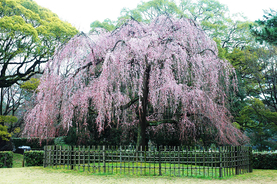 【お花見特集2020】京都に桜の季節を知らせる早咲きの桜「出水の枝垂桜」