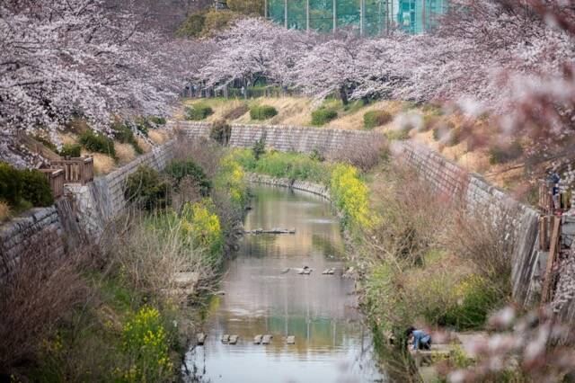 お花見特集 閑静な住宅街に流れる川沿いの桜並木 山崎川 四季の道 年2月29日 エキサイトニュース