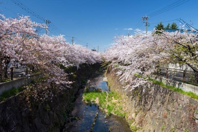 お花見特集 閑静な住宅街に流れる川沿いの桜並木 山崎川 四季の道 年2月29日 エキサイトニュース