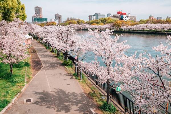 お花見特集 大阪の中心地を流れる川沿いにある圧巻の桜スポット 毛馬桜之宮公園 年2月27日 エキサイトニュース