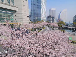 【お花見特集2020】港町ならではの桜景色。横浜みなとみらい「さくら通り」