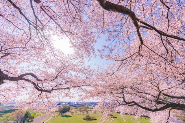 【お花見特集2020】古墳の頂上に茂るソメイヨシノ「さきたま古墳公園」