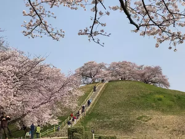 「【お花見特集2020】古墳の頂上に茂るソメイヨシノ「さきたま古墳公園」」の画像