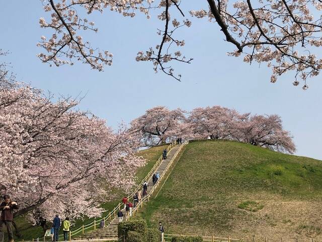 【お花見特集2020】古墳の頂上に茂るソメイヨシノ「さきたま古墳公園」