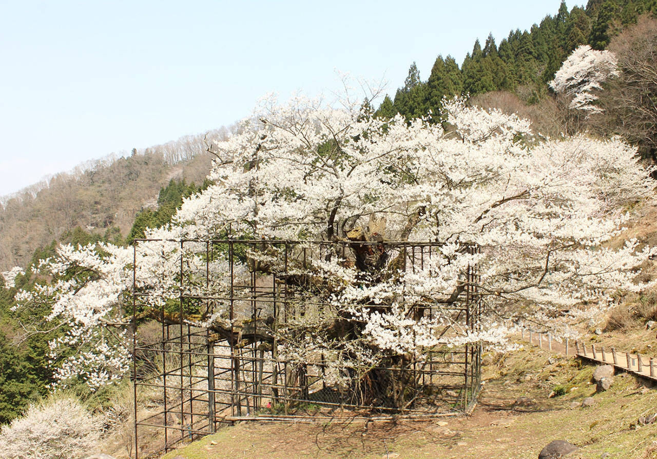 お花見特集 樹齢千年を超える天然記念物のエドヒガン桜 樽見の大桜 年3月4日 エキサイトニュース