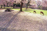 「【お花見特集2020】池に散る桜の花びら、一日で表情を変える「奈良公園・浮見堂」」の画像1