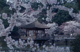 「【お花見特集2020】池に散る桜の花びら、一日で表情を変える「奈良公園・浮見堂」」の画像10