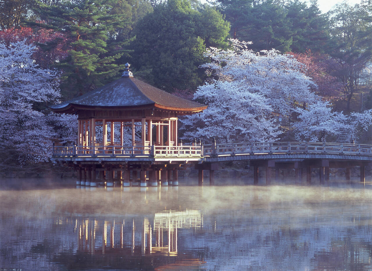 【お花見特集2020】池に散る桜の花びら、一日で表情を変える「奈良公園・浮見堂」