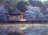 「【お花見特集2020】池に散る桜の花びら、一日で表情を変える「奈良公園・浮見堂」」の画像11