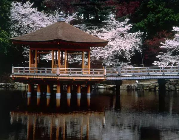「【お花見特集2020】池に散る桜の花びら、一日で表情を変える「奈良公園・浮見堂」」の画像